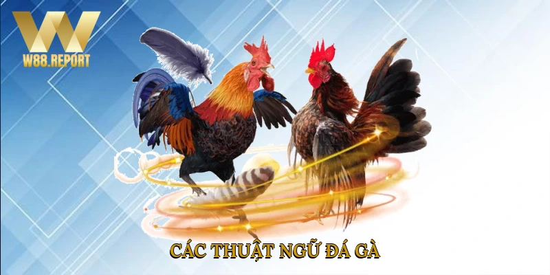 Các thuật ngữ đá gà