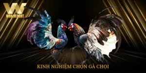 Kinh Nghiệm Chọn Gà Chọi