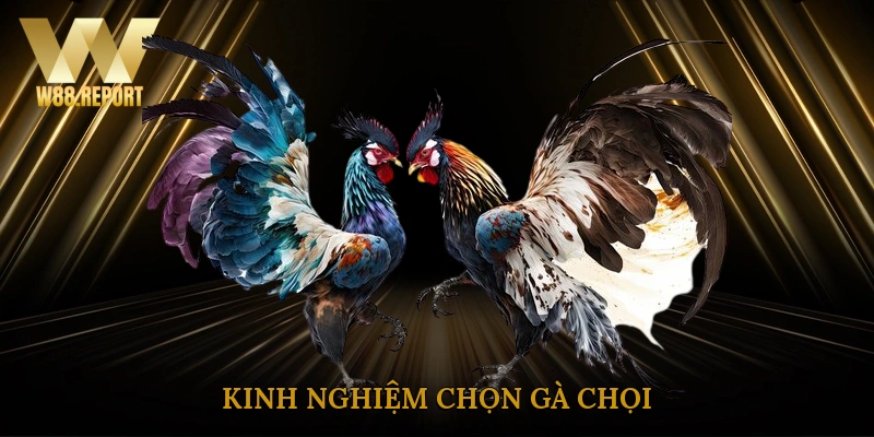 Kinh Nghiệm Chọn Gà Chọi