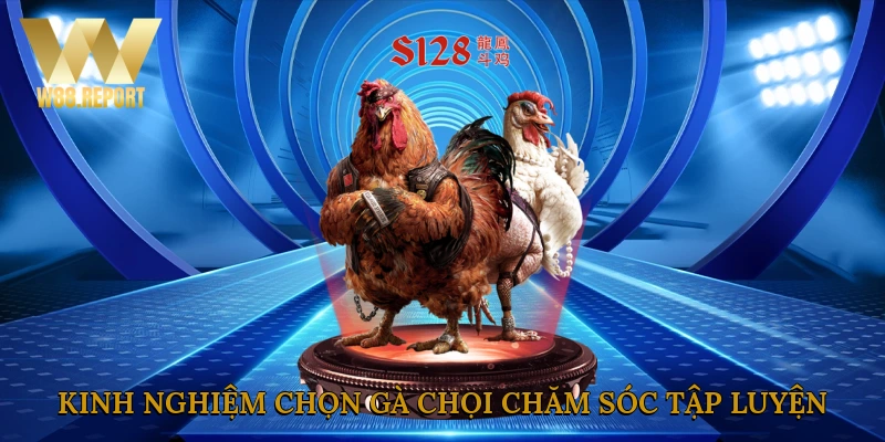 Kinh nghiệm chọn gà chọi chăm sóc và tập luyện